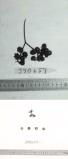Click for 1 image(s) for this accession. FRUIT
